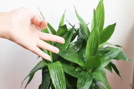 富贵竹摆放位置很重要？教你一个正确的摆放，这样才能好运滚滚来视频封面