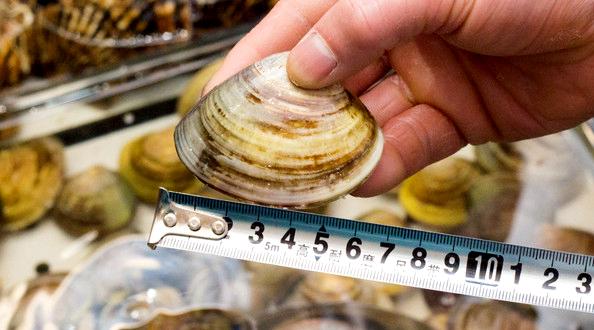 海鲜各种贝类，文蛤、牡蛎、竹蛏、毛蚶……你都了解了吗