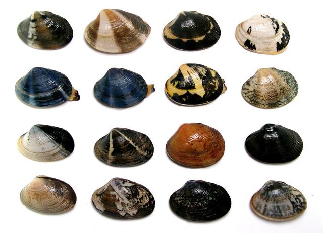 海鲜各种贝类，文蛤、牡蛎、竹蛏、毛蚶……你都了解了吗