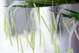 为什么说开花的竹子是不祥之兆？科学家深入研究，最终找出原因视频封面