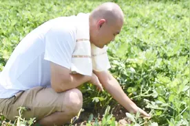 一场大雨导致的花生倒伏怨不怨品种？农民别伤心，先看看补救措施