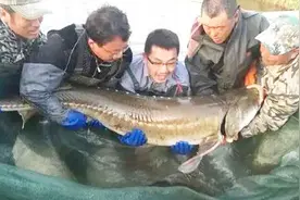 黑龙江有种鱼，是最大的淡水鱼重达2000斤，被称为水中大熊猫视频封面