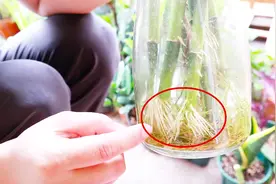 捡到5根富贵竹，水养了2周后拿起来一看，吓我一大跳！视频封面