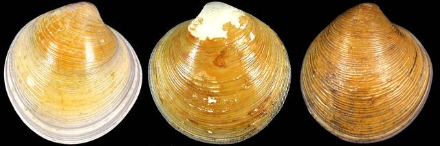 海鲜各种贝类，文蛤、牡蛎、竹蛏、毛蚶……你都了解了吗