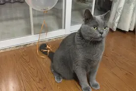 主人在猫尾巴上绑了气球，猫咪围着气球转圈圈，像跳起了气球舞