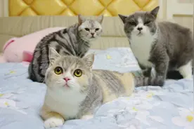 主人新买的扫地机器人，家里三只猫咪以为是玩具争着要坐上去！