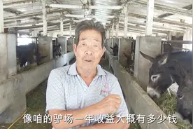实访河北最大养驴基地，农村老人养殖500头德州肉驴，年入百万视频封面