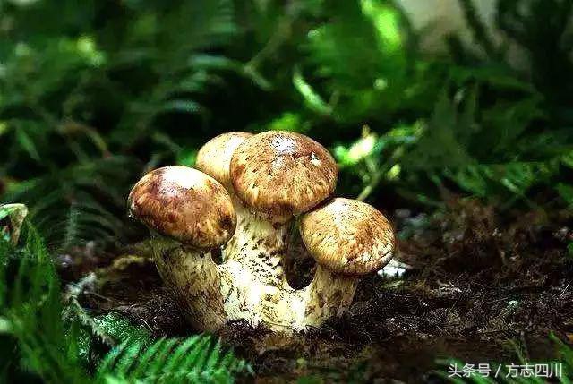 甘孜州建置沿革名称来历及主要特色