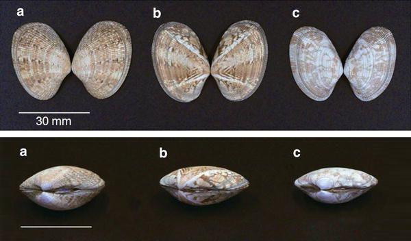 海鲜各种贝类，文蛤、牡蛎、竹蛏、毛蚶……你都了解了吗
