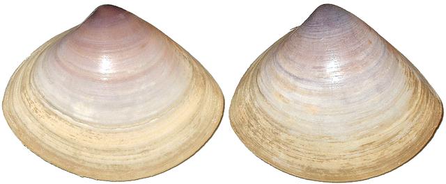 海鲜各种贝类，文蛤、牡蛎、竹蛏、毛蚶……你都了解了吗