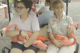 抱着红彤彤的火烈鸟做游览车是什么体验？鸟儿居然乖乖看风景视频封面