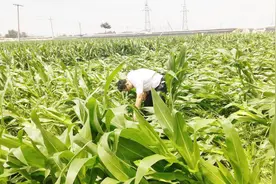 玉米倒伏后赶快撒上它，再不撒就来不及，别犹豫，每亩多收200斤