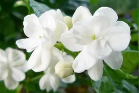 秋天茉莉花开花少？教你几个小窍门，花开爆满，比夏天开得还多