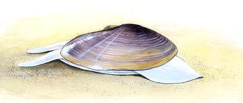 海鲜各种贝类，文蛤、牡蛎、竹蛏、毛蚶……你都了解了吗