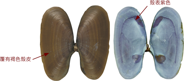 海鲜各种贝类，文蛤、牡蛎、竹蛏、毛蚶……你都了解了吗