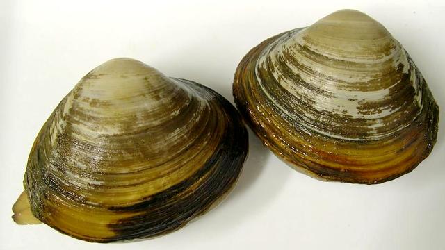 海鲜各种贝类，文蛤、牡蛎、竹蛏、毛蚶……你都了解了吗