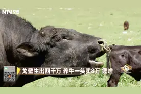 身价5万的安格斯公牛见到母牛很开心，看它在草原上怎样表达心意