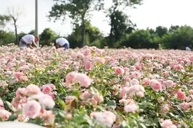 夏天要不要施肥？要！要不要烈日？要！视频封面