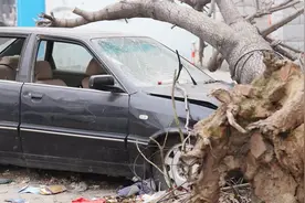 暴雨天车子被树砸了，保险公司能理赔吗？现在知道还不晚
