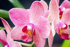 用种子培育蝴蝶兰，在家可行吗？深入浅出告诉你答案视频封面