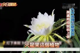 台湾媒体：败家90后富二代浪子回头，种火龙果创收亿万营业额视频封面
