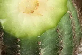 买的仙人球烂根了，怎么才能救活？方法在这里快来看看吧！视频封面