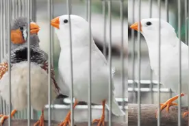 风度翩翩的纯白珍珠鸟，来听听它的歌喉如何？