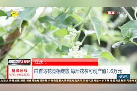 药中四仙草！白首乌花开 炒制成茶每斤要卖1.6万元视频封面