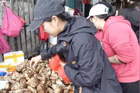 都说松茸很贵，我们在西藏的菜市场买了半斤，一共只要67元视频封面