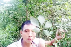 农村一种有祛风湿，补肝肾，强筋骨功效的植物五加皮，你认识吗视频封面