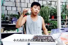 沙漠玫瑰从播种到开花需要一年，小齐教你播种的方法，出苗率90%视频封面