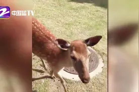 鹿晗邓超私下关系大起底，小鹿“嫌弃脸”是为何？视频封面