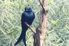 黑卷尾全身乌黑，鸣声悦耳，你养过吗？