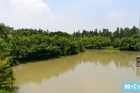 江门新会小鸟天堂，门票25元，观鸟楼上能否看到古榕树和鸟？视频封面