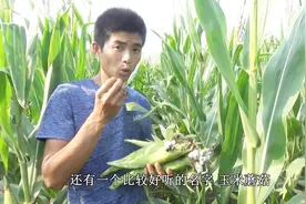 农村玉米地这种“蘑菇”，长在玉米棒上，小伙尝一口差点没噎着！