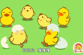 猫小帅故事之尖嘴巴和扁嘴巴：你能分辨出小鸡和小鸭的区别吗？