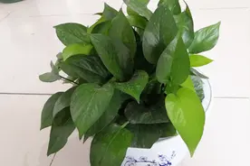 绿萝叶柄变黑，叶片焦黄干枯脱落？这样做恢复盎然生机视频封面