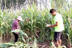 农村大婶掰玉米不一样，玉米秆为啥要用脚踩断，这就是农民的智慧