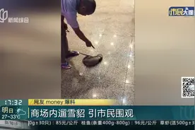 商场里出现一只黄鼠狼？原来是市民饲养的雪貂 引起众人围观