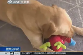 狗多为患！苏州养犬条例再升级，一家只能养一条！视频封面