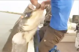 一个人的力量已经擒不住这条大鱼了，三人合力终于拽到了船上！视频封面