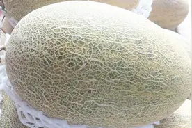 挑选哈密瓜有诀窍，只需看这5个部位，挑选的哈密瓜个个香甜！视频封面