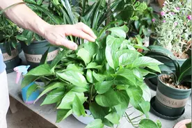 养护绿萝，要避免孩子接触，这样就不会有危害视频封面