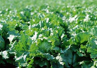 农民注意收藏，常见植物生长调节剂的作用及使用要点