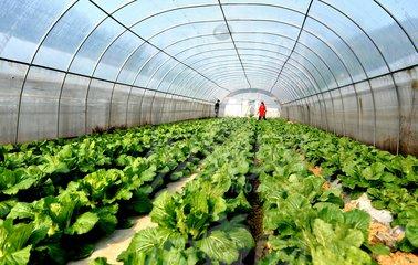 农民注意收藏，常见植物生长调节剂的作用及使用要点