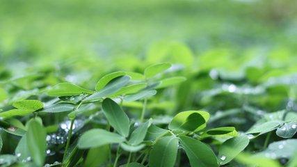 农民注意收藏，常见植物生长调节剂的作用及使用要点