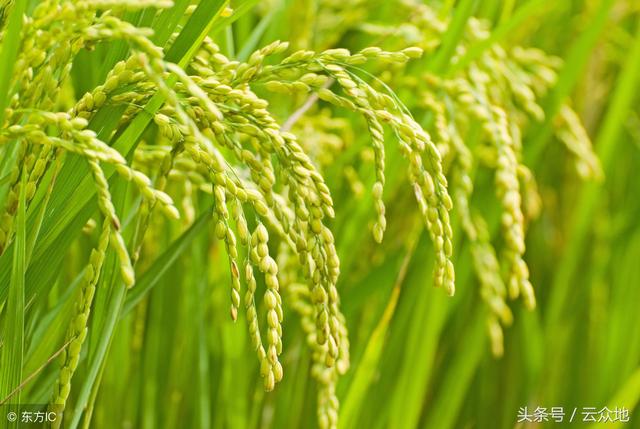 米醋在水稻上应用，可防贪青、促早熟，多次使用可增产！