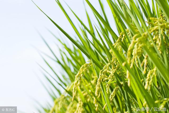 米醋在水稻上应用，可防贪青、促早熟，多次使用可增产！