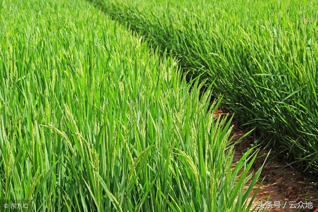 米醋在水稻上应用，可防贪青、促早熟，多次使用可增产！