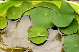 碗莲怎么上盆，如何水培？视频封面